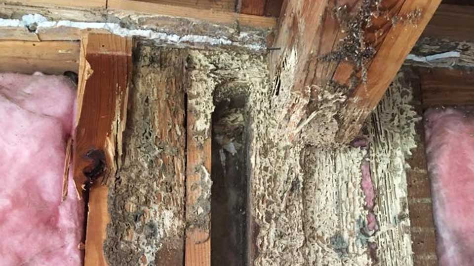 Termite Damage